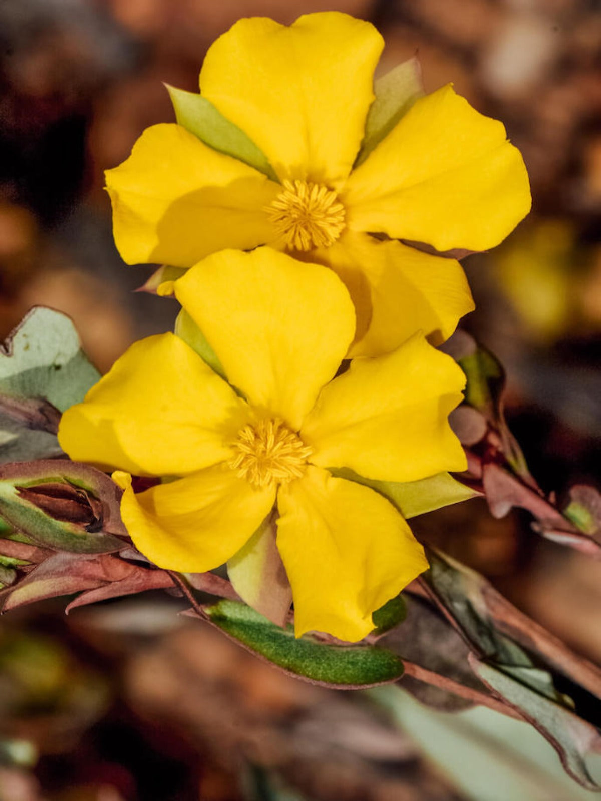 Guinea Flower photo